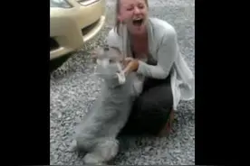 狗狗两年没见女主人，见面时太兴奋了，最后兴奋到晕倒在地上了!图片