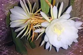 “月下美人”昙花，你们见过昙花一现吗？图片