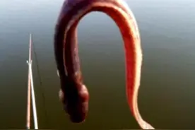 这是鱼吗？刚钓上的，都不敢用手去抓！图片