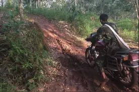 身怀绝技的山林采蜜人，爬上十多米高树寻找舌尖上的味道图片