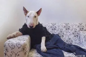 孙红雷自黑变身牛头梗 网友:这是你最好看的照片图片