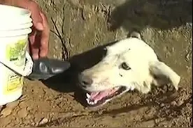 头卡在水泥墙里的流浪狗被救出，人们先喂它喝水再设法打洞图片