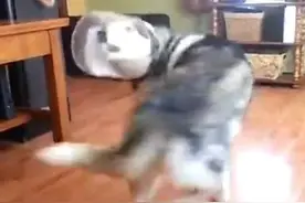 二哈抽风了，头卡进了塑料罐子里挣脱不开，一脸懵逼让人哭笑不得图片