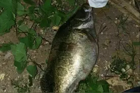 第一次钓到这么大的野生桂鱼，得值多少钱？图片