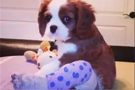 狗狗腿上的绷带很美，但是美丽的背后却是血与泪图片