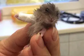 仓鼠打绷带照片让好多人大呼可爱，还有很多各种萌的绷带系列图片