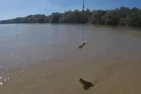 鳄鱼的弹跳力超神，身子能全部露出水面！图片