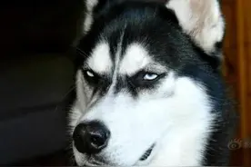 二哈不傻！一点儿都不傻！不是一点儿的傻！不傻就不叫二哈了！图片