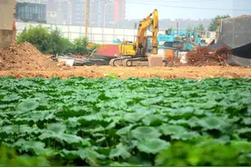 济南柳云片区整体拆迁改造 最后的荷田将会被填埋图片