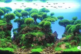 水族 | IAPLC世界造景大赛到底有多激烈！？图片