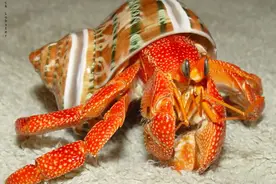 竟然扒出了帝王蟹的近亲，惊讶。图片