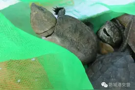 防城港警方路查查获国家二级野生保护动物鹰嘴龟12只图片