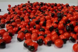 吞下58颗剧毒相思豆 3微克就会致命图片