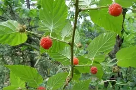 这些野味你小时候吃过没？图片