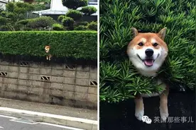 在钻洞这件事情上汪星人果然比谁都执着。。。图片