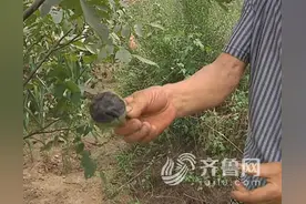 福山200多棵核桃树患病果农愁 专家称得了炭疽病图片