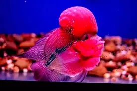 你造吗？鉴赏罗汉一定要涉及这些点！图片