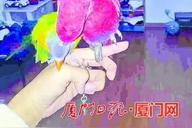 还在学飞的鹦鹉飞丢了图片