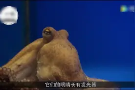 世界上最大的鱿鱼，长达20米以上，寿命只有450天！视频封面