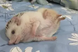 小刺猬被主人抚摸放弃抵抗，露出肚皮完全信任他视频封面