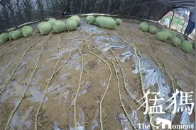 这“一地西瓜”获了吉尼斯世界纪录，因为一株瓜苗结131个西瓜图片