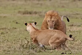 雄狮向母狮求爱，反倒遭母狮掌掴，这年头狮子结婚也不容易啊图片