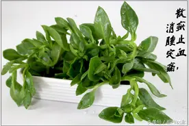 盆栽田七，明星盆栽蔬菜，吃出健康范！图片