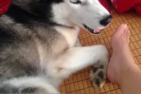 二哈做了一个表情，把主人气哭了图片