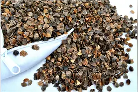 枕头大作战第一弹-荞麦壳枕头图片