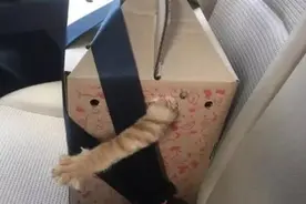 铲屎的想调戏下喵星人，没想到被猫给这样拒绝了图片