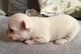 一只呆萌小法斗的逗比日常图片