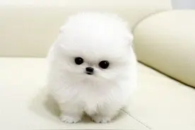 什么原因让吉娃娃博美蝴蝶犬脱颖而出，成为最适合老人喂养的呢？图片