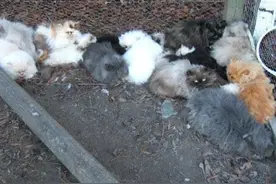 看完一片狼藉的小猫繁殖工厂，你还会购买名种猫吗？图片