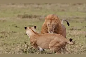 雄狮想和母狮交配遭到拒绝后，下场居然如此惨烈！图片