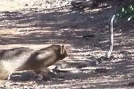 貂獴打黑曼巴蛇，貂獴居然咬死了比眼镜王蛇毒20倍的黑曼巴图片