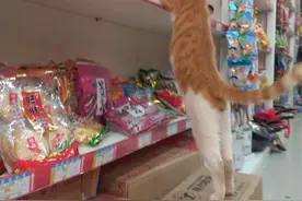 一只猫在超市偷吃东西被主人发现。。。图片