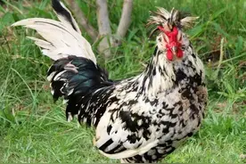 越南这种鸡一只卖几百上千块 没想到长的如此恶心！图片