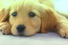 “单身狗”古人怎么说？图片