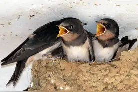 农村屋檐下的小燕子窝，不要随便捅图片