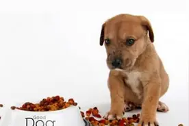 即使面对最爱的食物狗狗也无动于衷，那它食欲不振的原因是什么呢图片