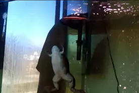 青蛙和鱼一起养，感觉鱼每天都在逃亡