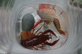 小龙虾一生脱壳多少次？图片