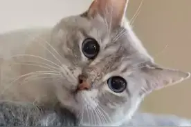 宠知识 | 五种构图拍出精彩喵星人图片