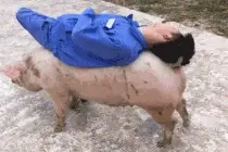 猪身上也能睡？真是没谁了！图片