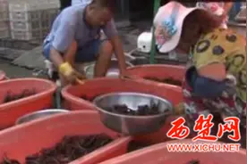 龙虾卖出高价 野生螃蟹提前“爬”入宿迁餐桌图片