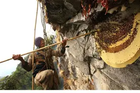 喜马拉雅峭壁采蜜人 冒死求生！图片