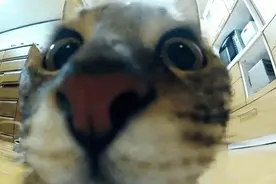 镜头下的喵喵，一代宗师既视感图片