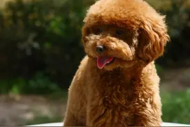 泰迪做完绝育手术之后不开心是正常的，主人这时该做些什么呢？图片