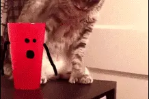 从未见过如此讲礼貌随手关门的汪星人  嘿嘿图片