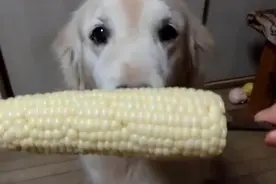 作为一只金毛，不好好吃骨头，却对玉米死不放口，也是没谁了！图片